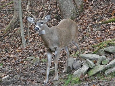 Six point Buck #2