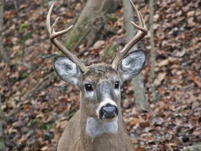 Six point Buck #2