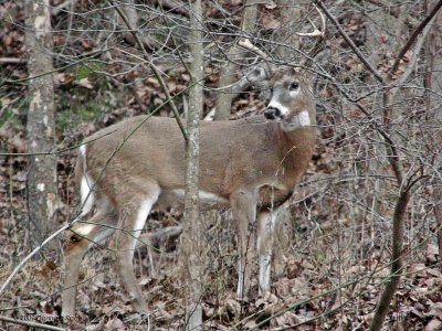 Six point Buck #2 comes back