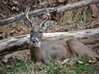 WV Whitetail Deer ~ Nov 2-24, 2009