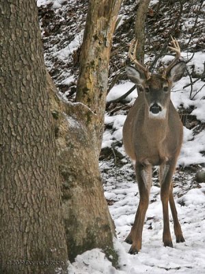 WV Whitetail Deer ~ Nov 29-Dec 28th, 2009