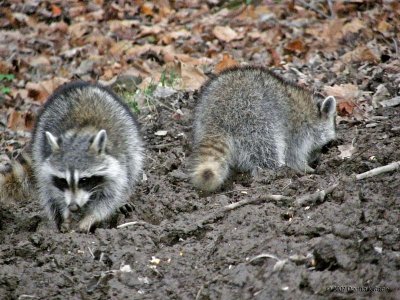 Raccoons, a pair of youngsters.