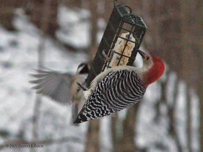 Male Red-Bellied Woodpecker and Carolina Chickadee