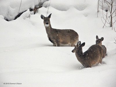 Winter in WV ~ 2009/2010, a Pblog Journal