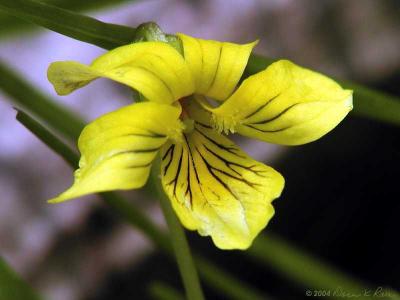 Downy Yellow Violet