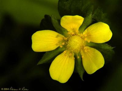 Cinquefoil, Indian Strawberry