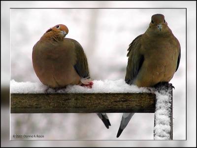 <b>Gimpy the Dove and Friend</b><br>12-02-2005