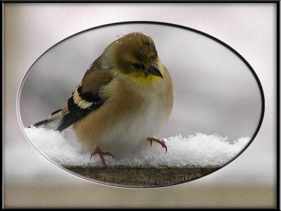American Goldfinch12-02-2005