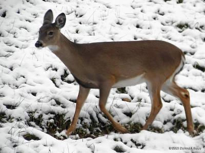 The Fawn12-02-2005