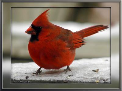 <b>Male Cardinal</b><br>12-09-2005