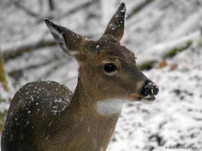 Queenie's Fawn in the Snow12-11-2005