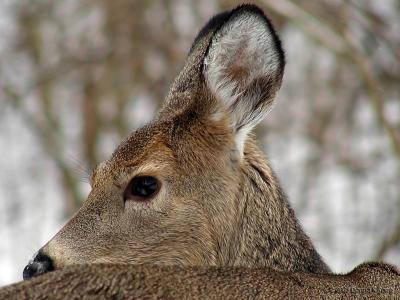 Surviving Deer Hunting Season in WV ~ A Journal
