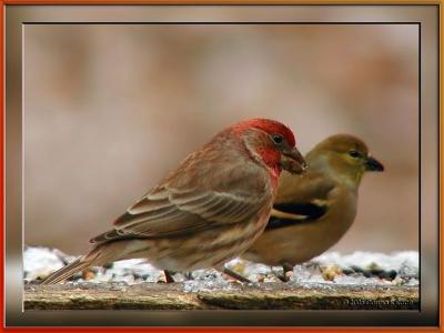 House Finch & Goldfinch12-10-2005