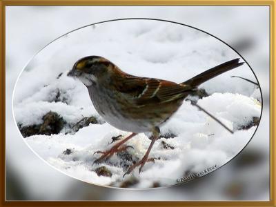 White Throated Sparrow12-13-2005