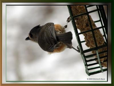 Tufted Titmouse12-14-2005