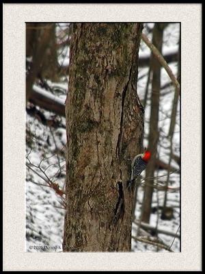 <b>Red Bellied Woodpecker</b><br>12-14-2005