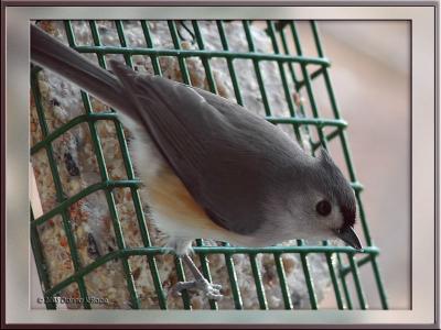 Tufted Titmouse12-19-2005