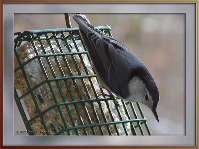 White Breasted Nuthatch12-19-2005