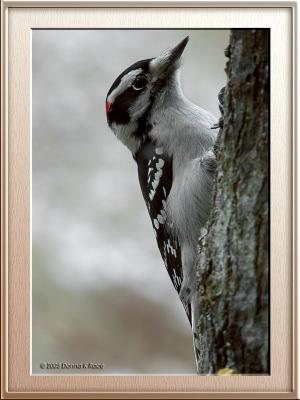 Male Downy Woodpecker12-19-2005