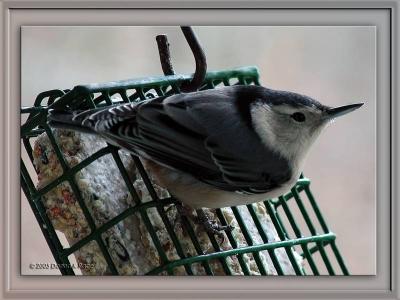 Nuthatch...it appeared to be in a trance12-21-2005