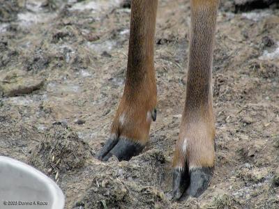 Close-up of Queenie's Feet12-20-2005