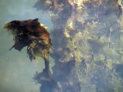  Underwater Pond Mystery ~ Jan 1st, 2006