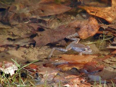 Wood Frogs in our WV pond