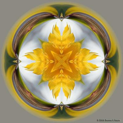 Daffodil CKC 1