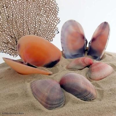 Gaudy Asaphis Shells