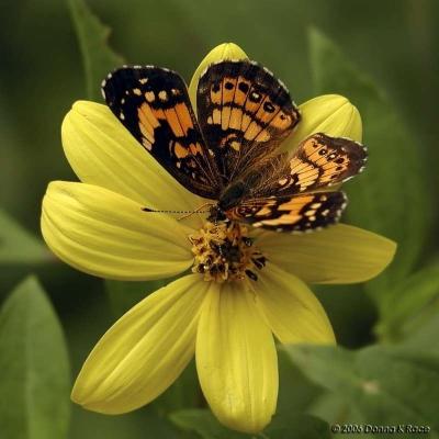Woodland Sunflower; Pearl Crescent Butterfly