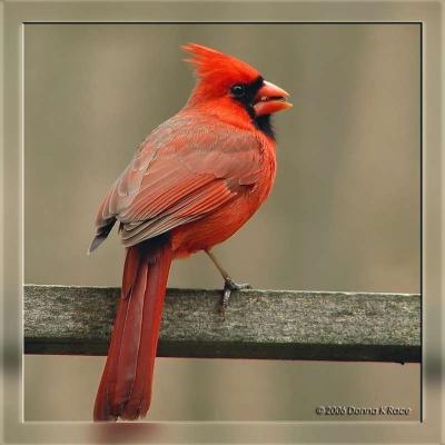 West Virginia  ~ Birds