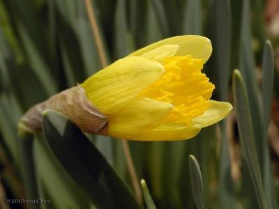 1st Daffodil Blooming, 1-Y-Y