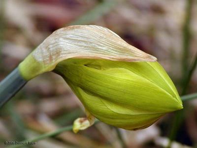 Daffodil Bud