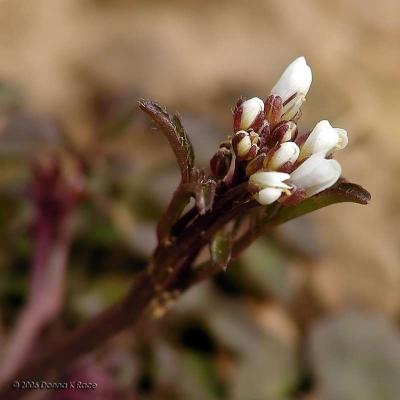 Hairy Bittercress
