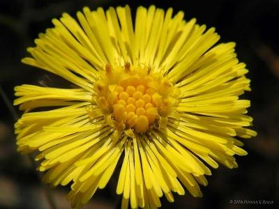 Coltsfoot