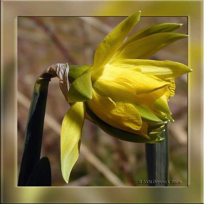 Van Sion Daffodil, OOF Framed