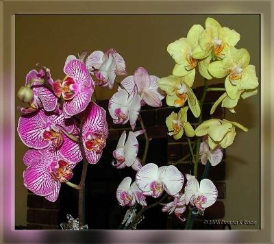 Phalaenopsis Orchids ~ Experiments with Lighting