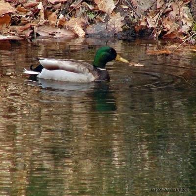 Mallard drake - taken outside 4/06/06