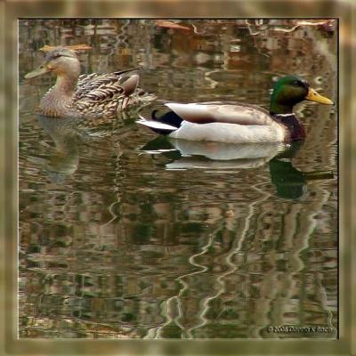Mallard Ducks, 4/06/06