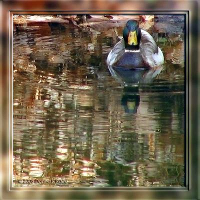 Mallard Duck drake - taken outside 4/06/06