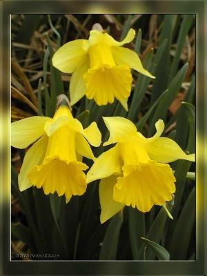 Trio of Daffodils, Apr 5th