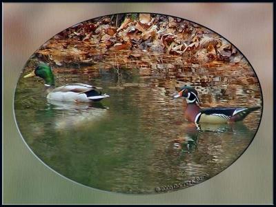 Mallard, Wood Duck - drakes, 4/07/06