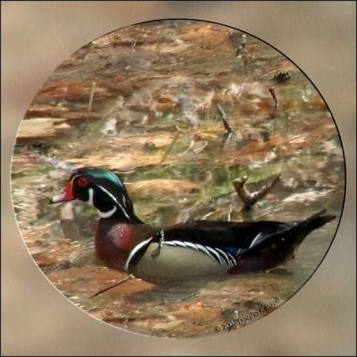 Wood Duck-drake, 4/07/06