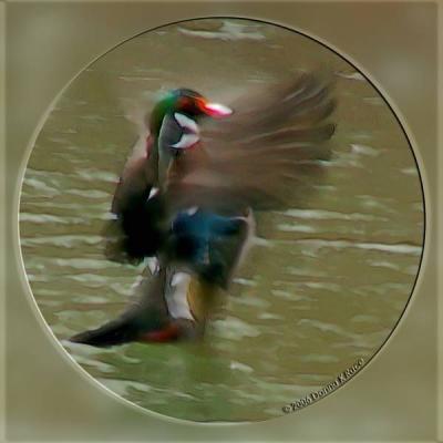 Wood Duck-drake, 4/08/06