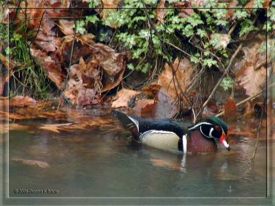 Wood Duck-drake, 4/08/06