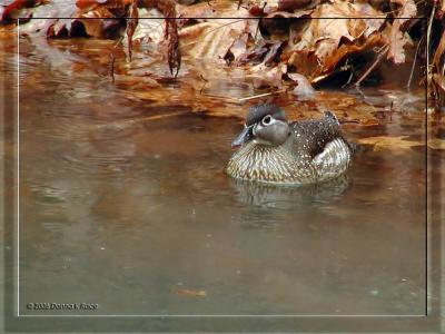 Wood Duck-hen, 4/08/06