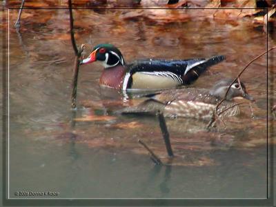 Wood Ducks, 4/08/06