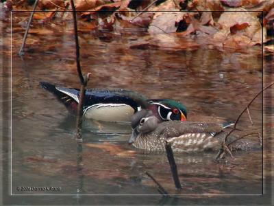 Wood Ducks, 4/08/06