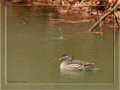 Wood Duck-hen, 4/08/06