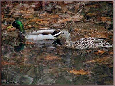 Mallard Ducks, 4/08/06